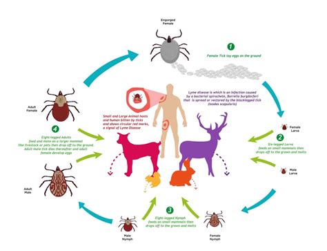 Tick Life Cycle | Jackson County Vector Control District