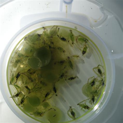 Culturing Daphnia: A Comprehensive Guide - The Enlightened Mindset