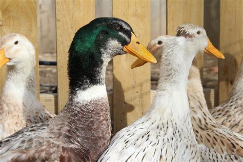 Homestead Roots: "Quack Quack" for Appleyard Ducks!!!