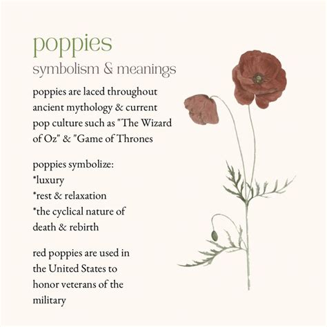 poppies - symbolism & meanings in 2023 | Poppy symbolism, Language of ...