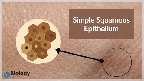 Simple squamous epithelium - Definition and Examples - Biology Online Dictionary