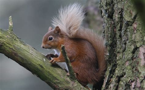 Red Squirrel- Species list - Bird's Wildlife & Nature