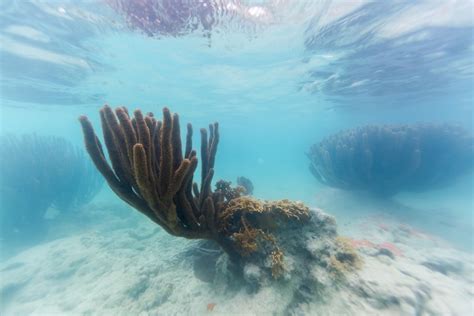 Where to Go Snorkeling in Bermuda | Celebrity Cruises