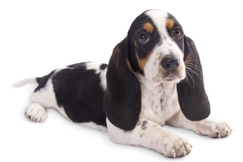 Miniature Basset Hounds: Appearance, Size, Price & More! (2024)