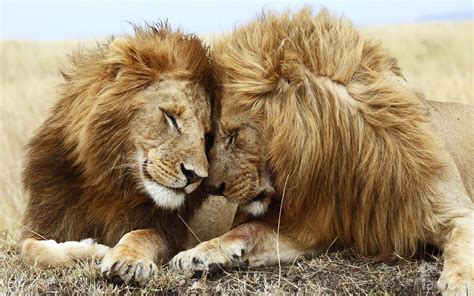 Lion cuddle wallpaper | 1920x1200 | #13655