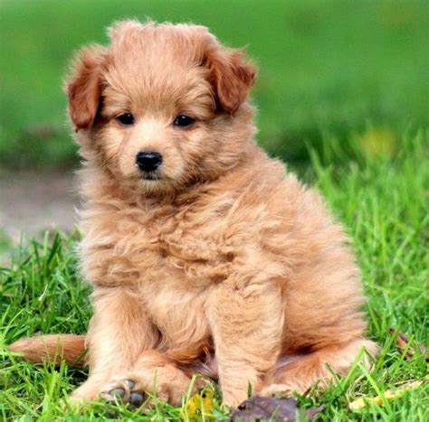 Pomeranian Poodle Mix Full Grown