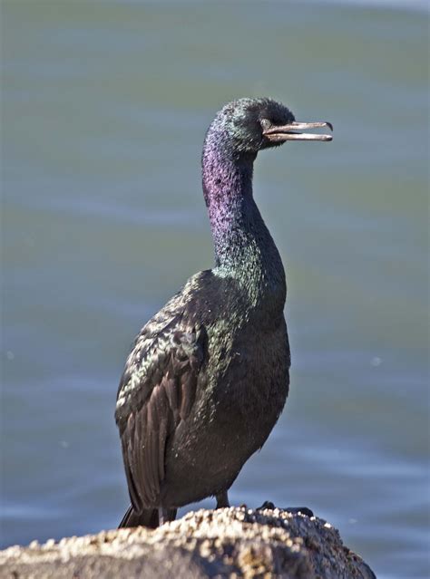 Pelagic cormorant (Phalacrocorax pelagicus) | Sea birds, Image, Painting