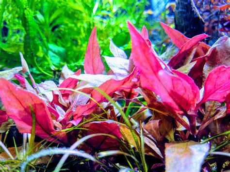 HIRO Aquatics 4" Alternanthera Reineckii Mini Red Carpet Live Aquarium Plant, Foreground Plant ...