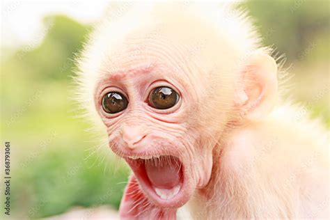 Portrait of a young white baby monkey opening its mouth, threatening to protect itself. Cute ...