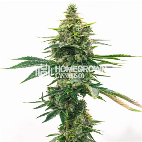 GMO Feminized Cannabis Seeds - Strain info | Homegrown Diaries