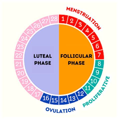 Healthcare | Free Full-Text | Influence of Menstrual Cycle on Internal and External Load in ...