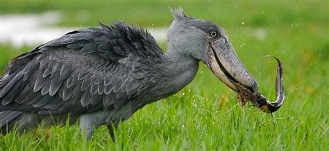 Shoebill Stork - Facts, Location, Size, Habitat & Photos