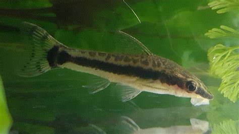 Tateurndina ocellicauda: Peacock Gudgeon Tank Mates, Care Guide, and ...