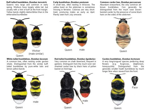 Adventures in Apiculture: English Bumblebees