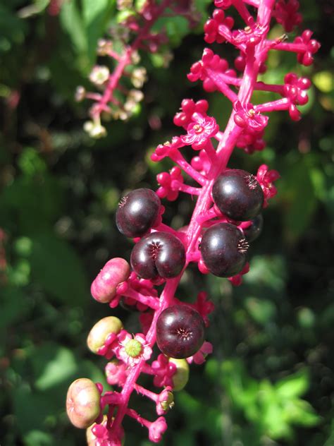 American Pokeberry