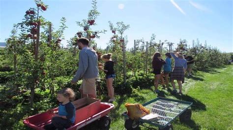 This Fall, Go Apple Picking In America's Best Orchards!: TripHobo