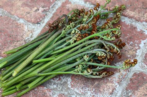 Wild Foraging: How To Identify, Harvest and Prepare Bracken Fern ...