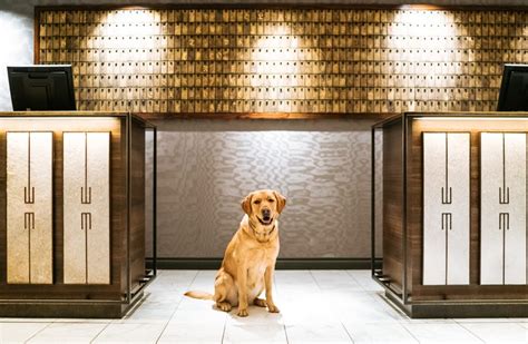 The Best Pet-Friendly Hotels in Vancouver