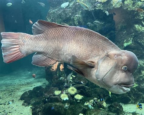 Asian sheepshead wrasse - Facts, Diet, Habitat & Pictures on Animalia.bio