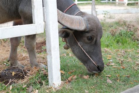 Water Buffalo Standing in Farm Stock Image - Image of grass, stand ...