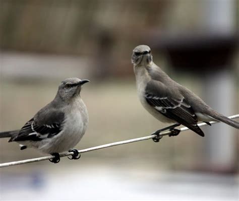 Life Through A Lens: Tennessee State Bird