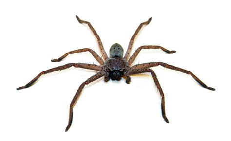 10 most dangerous spiders in Australia | Planet Deadly