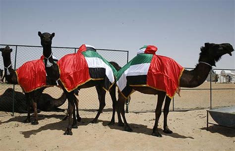 UAE camel festival features beauty contests, races - FacenFacts