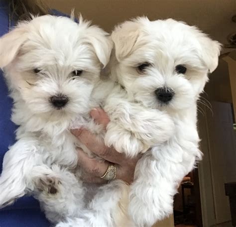 Maltese Puppies For Sale | Navasota, TX #302396 | Petzlover