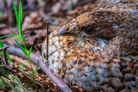 Hazel Grouse. Female Grouse Incubating Eggs in the Nest Stock Photo - Image of incubating, eggs ...