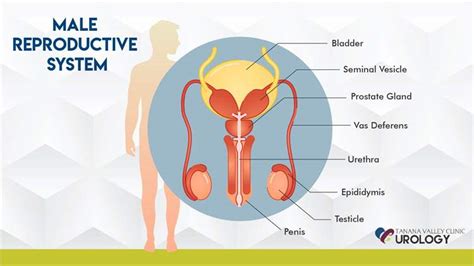 FHP Healthbreak Blog - 5 Signs Men Should See a Urologist ...