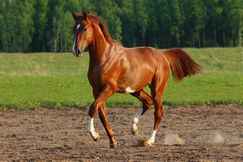 Anaplasma (Ehrlichiosis) in Horses - Symptoms, Causes, Diagnosis, Treatment, Recovery ...