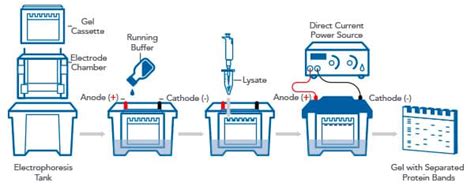 Western Blot SDS-PAGE