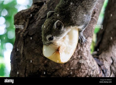 Squirrels eat a fruit on tree Stock Photo - Alamy