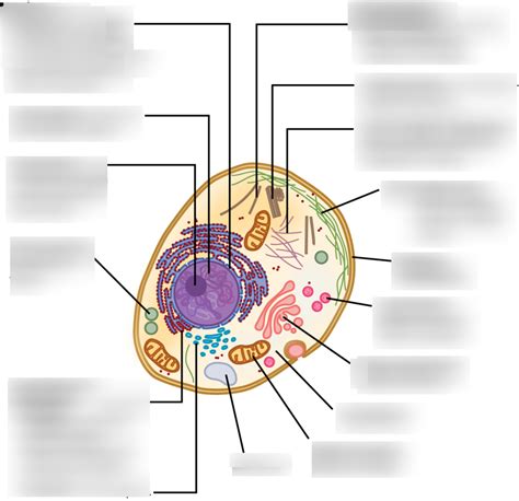 Cell Labeling - Eukaryote Diagram | Quizlet