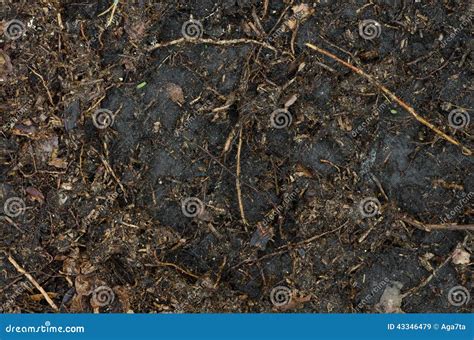 Humus soil stock image. Image of forest, nature, background - 43346479