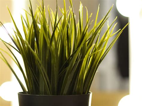 Grow A Grass Houseplant - Growing Grass Indoors - Gardening Know How