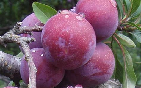 Methley Plum - 2 Gallon - Tree, Fruit - Plum Trees | Gardener Direct