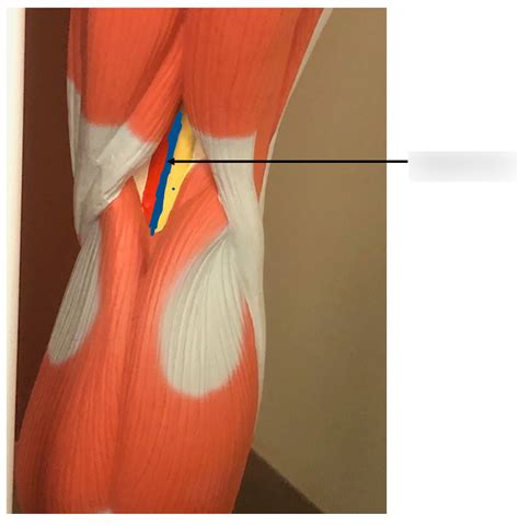 popliteal vein Diagram | Quizlet