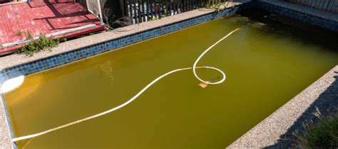 Why Do I Have Mustard Algae in My Pool? | ABC Blog