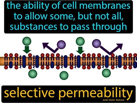 Selective Permeability - Easy Science | Plasma membrane, Easy science ...