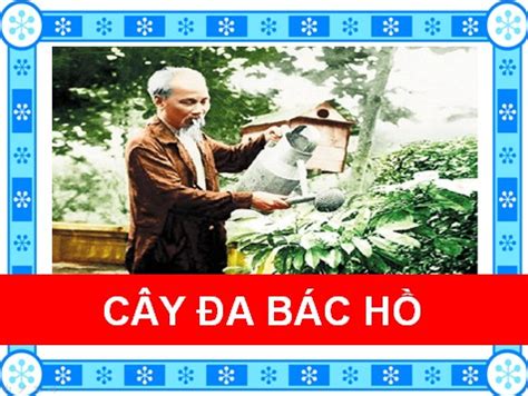 Cây đa Bác Hồ - nhacthieunhiaz.com