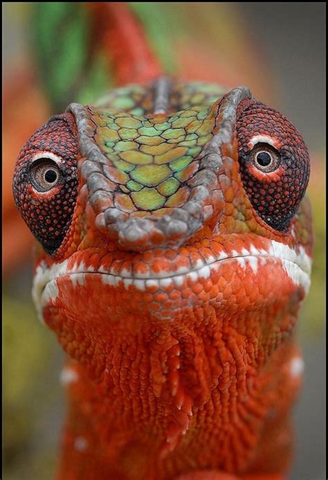 Lizard Chameleon Face. Nature Animals, Animals And Pets, Funny Animals, Cute Animals, Funny ...