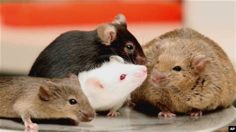 Study: Mice Not Best Models for All Human Disease