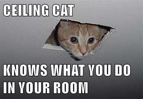 CEILING CAT KNOWS WHAT YOU DO IN YOUR ROOM | Funny cat memes, Memes ...