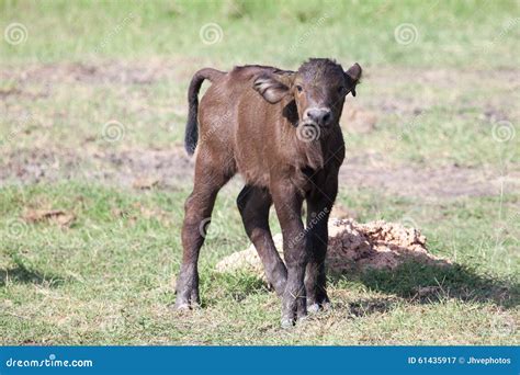 African Buffalo Calf Stock Photo - Image: 61435917