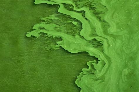 What is Cultural Eutrophication? - Environment Co