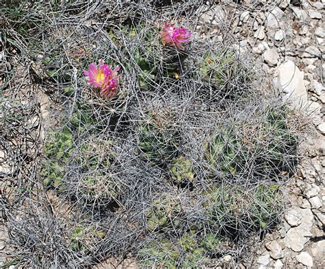 Cacti of New Mexico - a photo on Flickriver