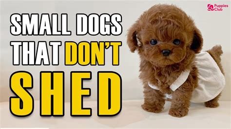 Toy Dog Breeds That Dont Shed | Wow Blog