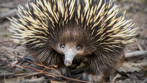 Mythology Mondays: Echidna – A Wandering Eyre