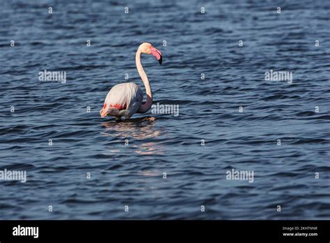 Greater flamingo Phpenicopterus ruber Camargue National Park South of ...